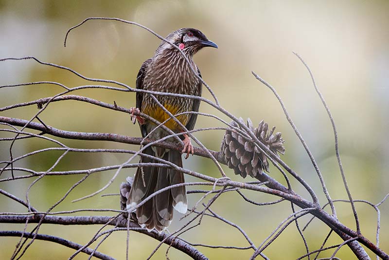1 Guided Nature Walks