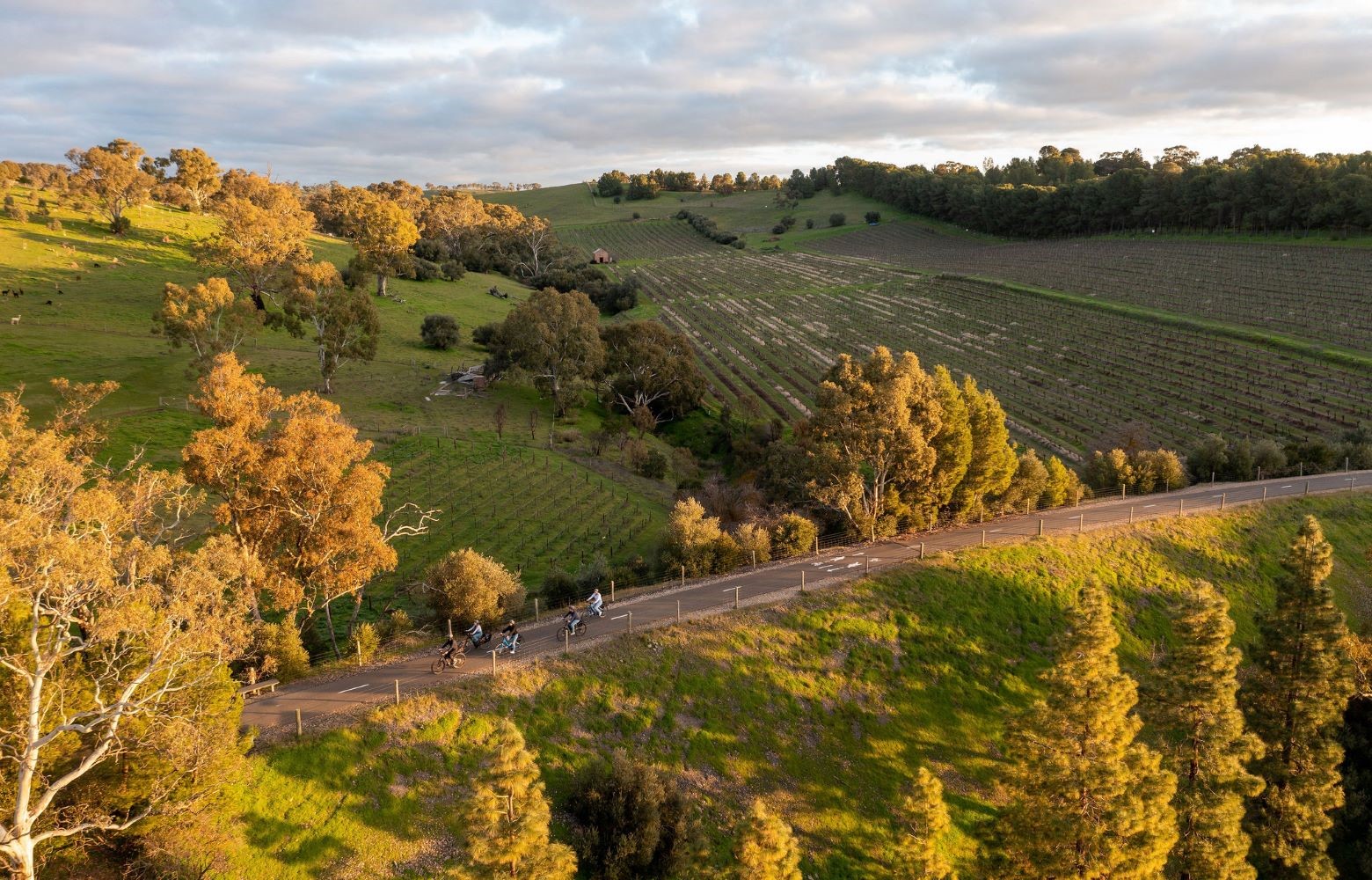 Riding through Barossa vines journal