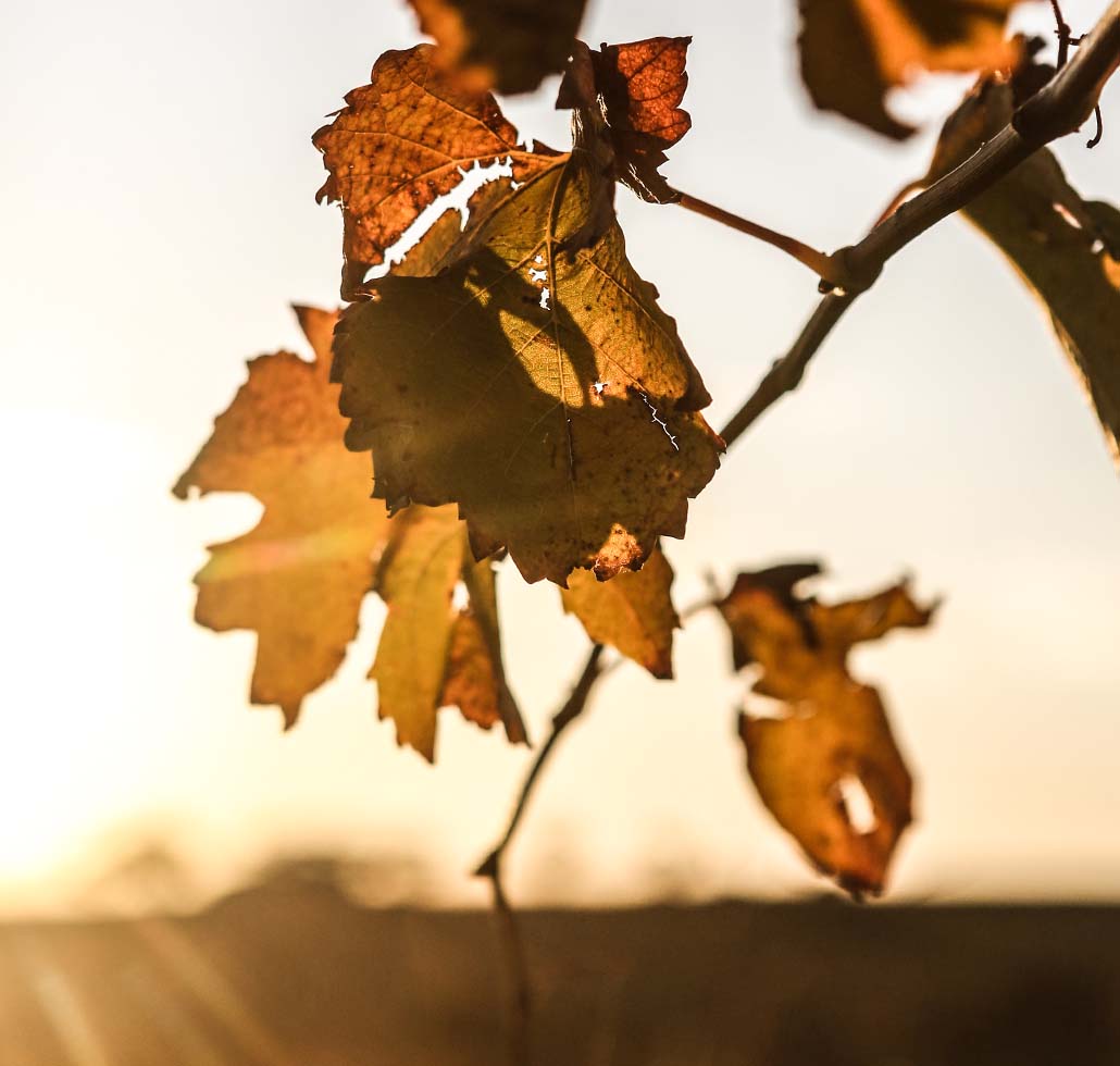 Continental luxury-Left