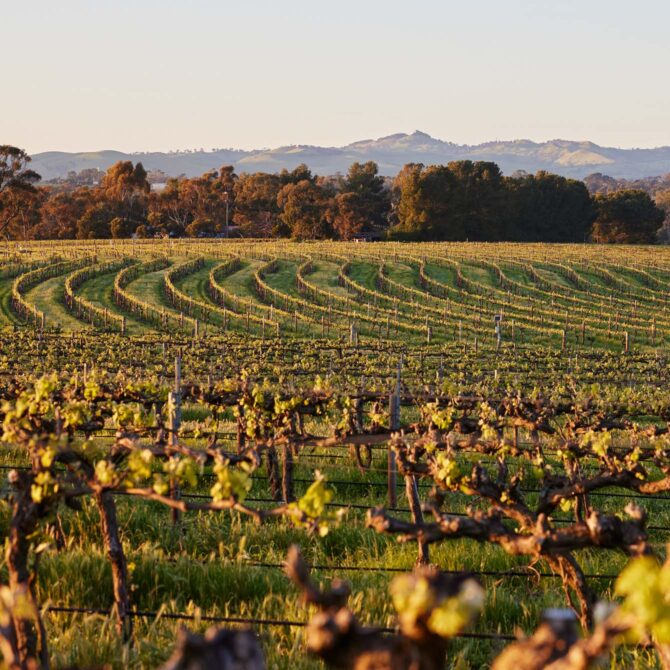 The Barossa_Left