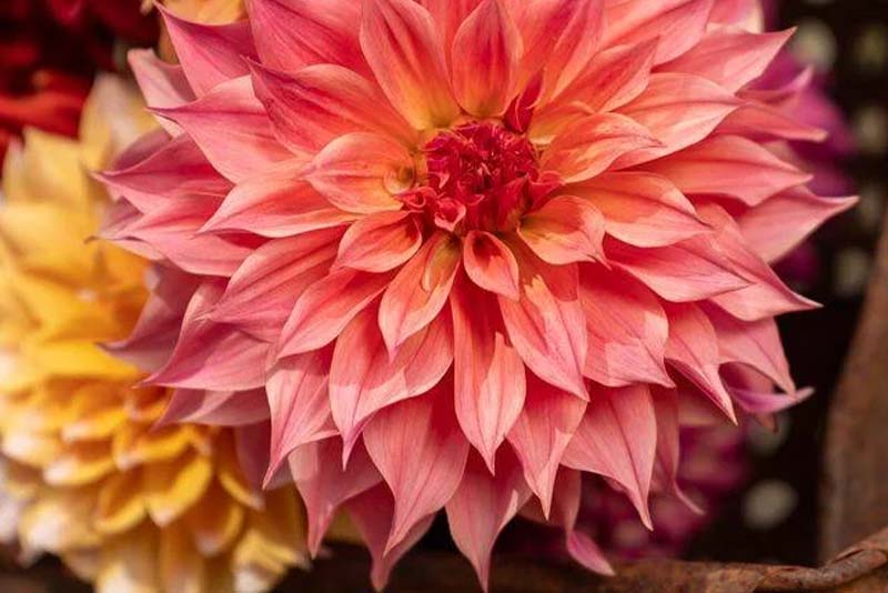 Hidden Flower Farm-Left_800x534px