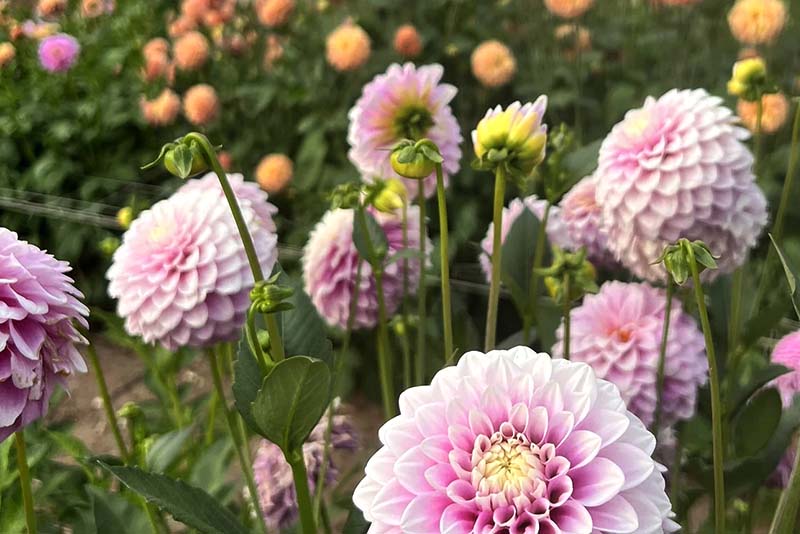 Hidden Flower Farm-Right_800x534px